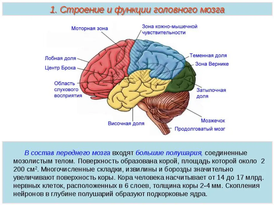 Используя обозначения рисунка заполните таблицу отделы головного мозга и их функции