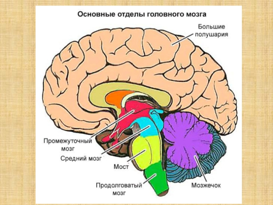 Какой буквой на рисунке обозначен отдел головного мозга в котором расположен центр дыхания