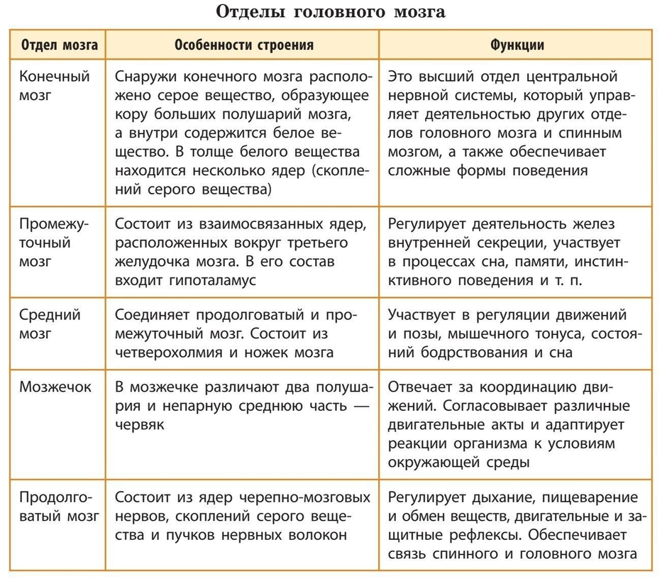 Используя обозначения рисунка заполните таблицу отделы головного мозга