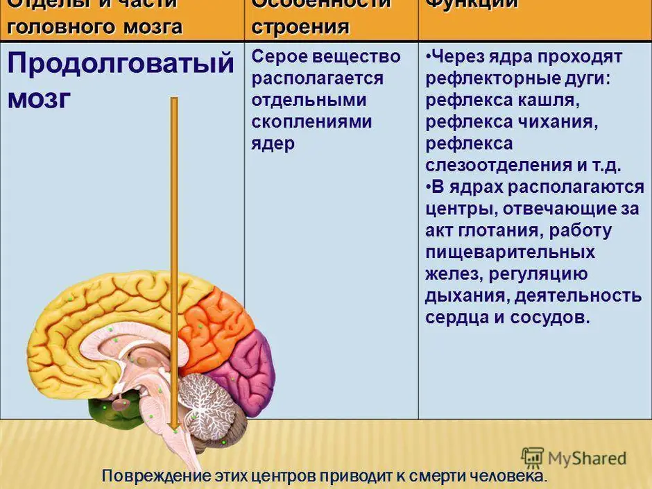 Отделы мозга и их функции рисунок головного