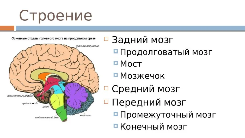 Заполните схему строение задних отделов головного мозга