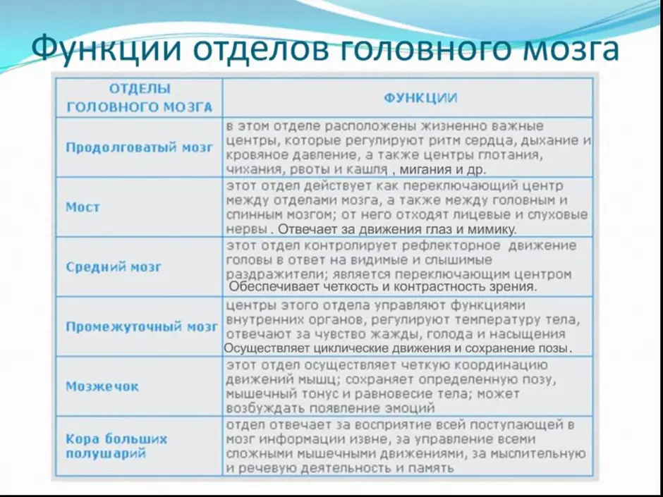 Отделы мозга и их функции рисунок головного