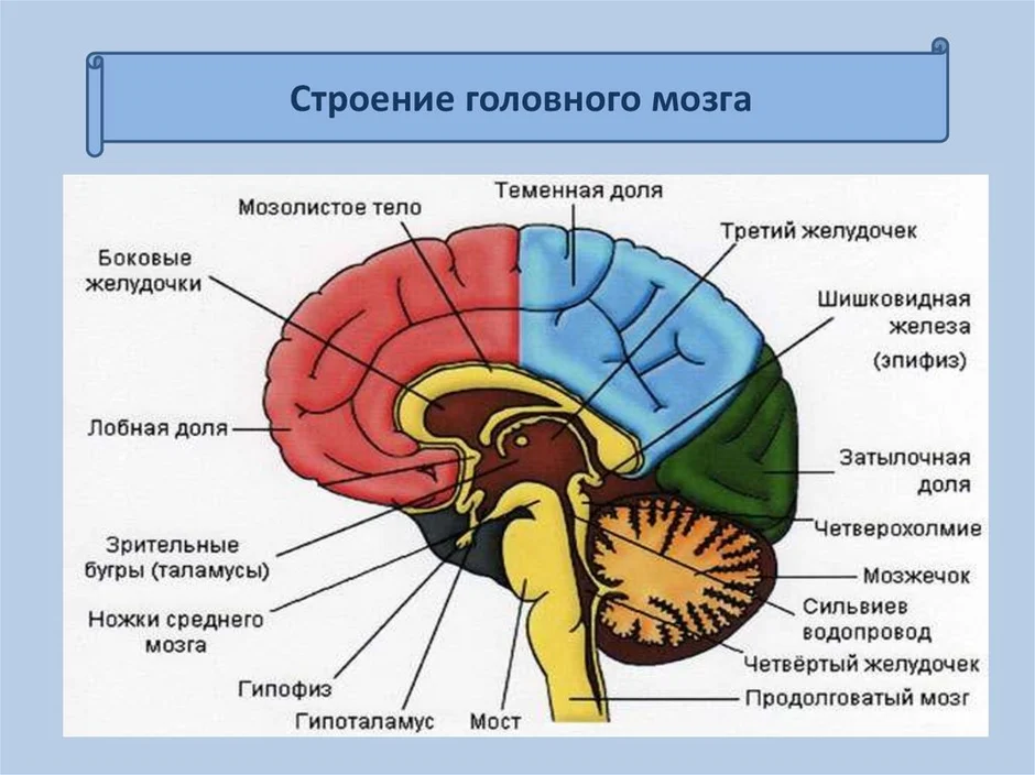 Мозг биология 8 класс рисунок