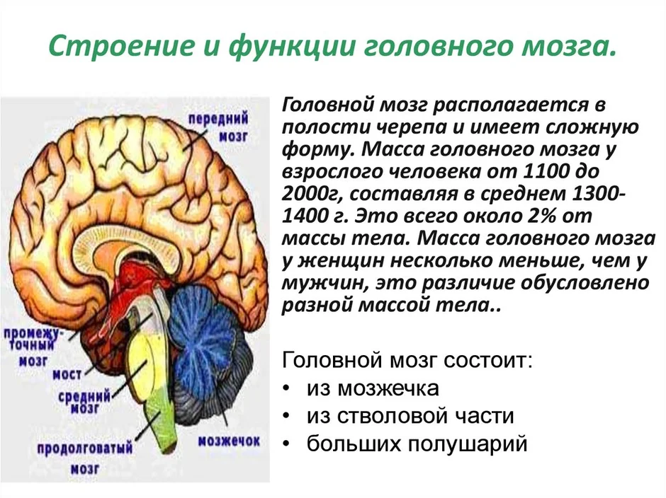 Строение головного мозга рисунок с обозначениями и функциями