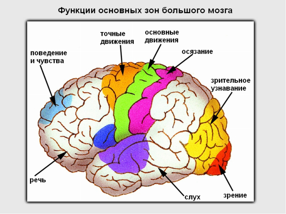 Отделы мозга картинка