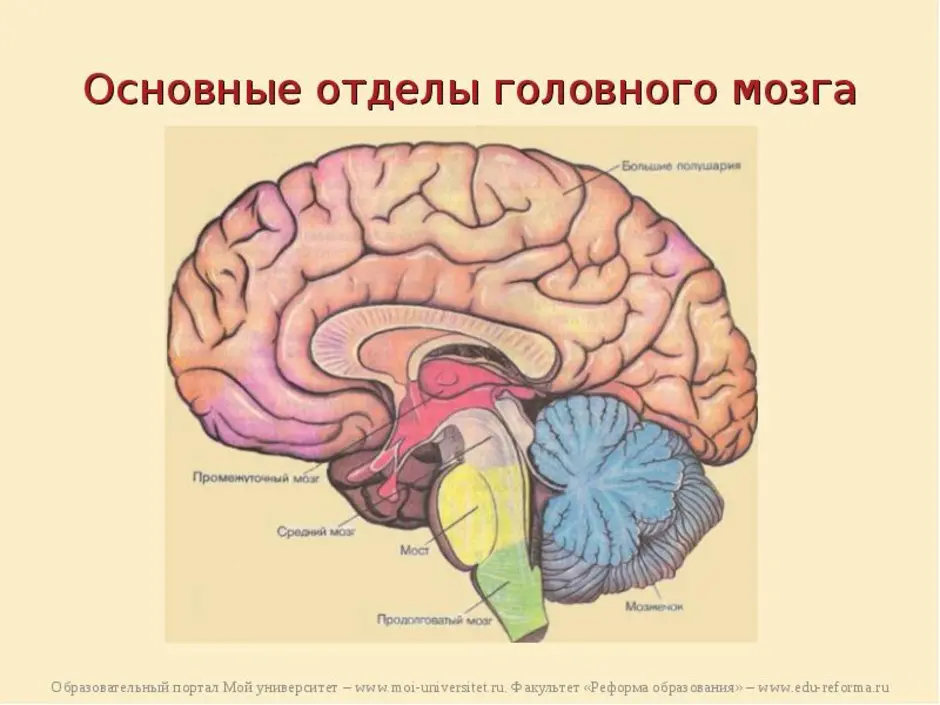 Отделы головного мозга рисунок и функции