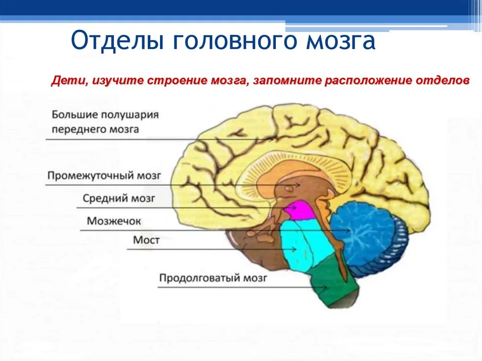 Картинка мозга с обозначениями