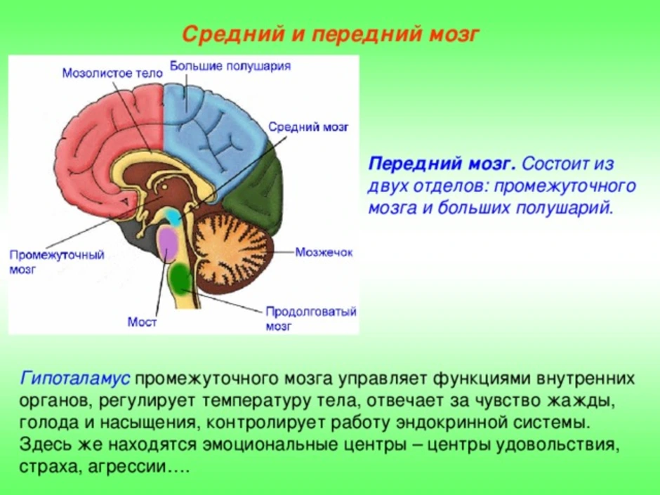 Что входит в состав заднего мозга
