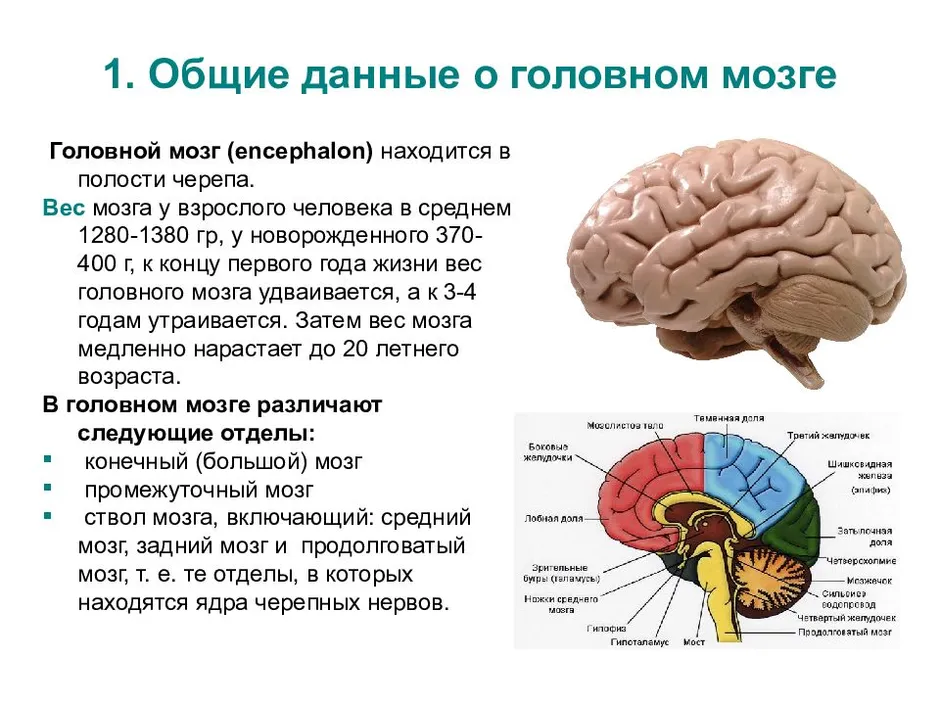 Рассмотрите рисунок с изображением мозга человека какая доля мозга окрашена голубым цветом назовите