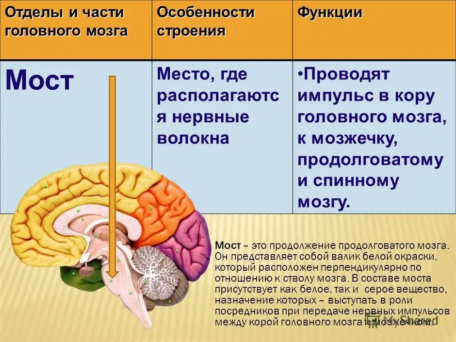 Отделы мозга и их функции рисунок головного