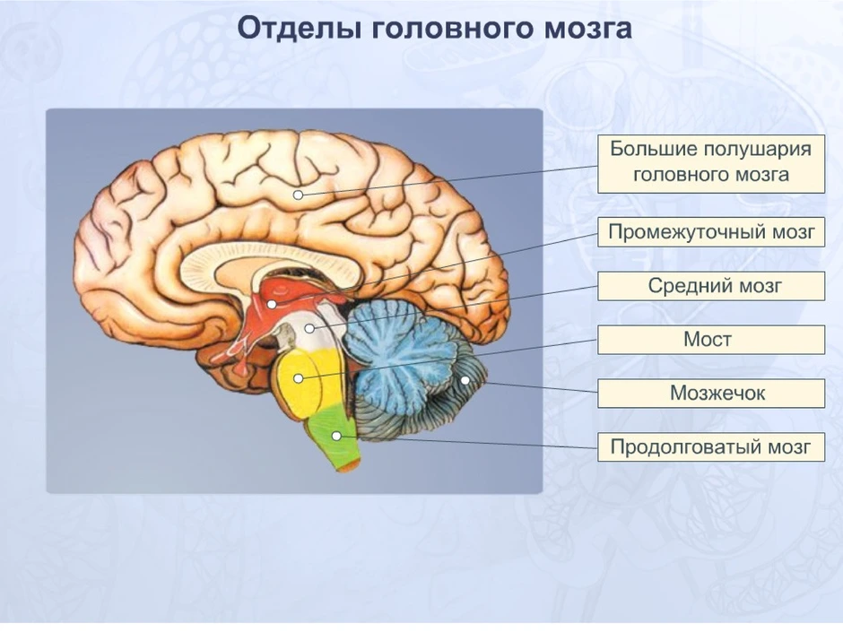 В головном мозге выделяют пять основных отделов рассмотрите рисунок укажите эти отделы