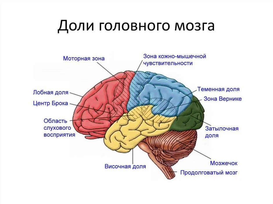 Отделы головного мозга отвечающие за память. Доли больших полушарий мозга.