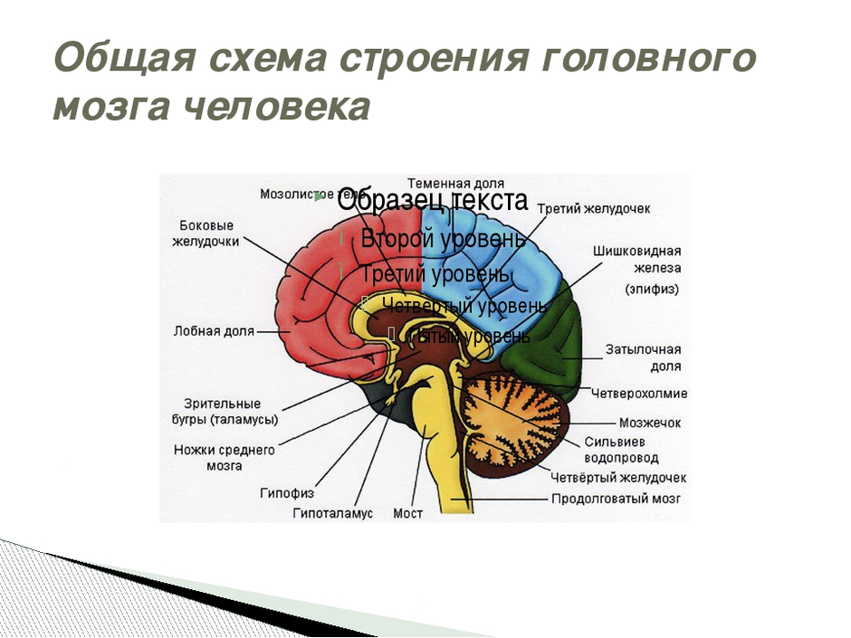 Картинка мозга с обозначениями