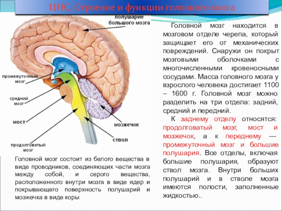 В каком отделе мозга расположены центры обеспечивающие. Головной мозг структура строение. Строение головного мозга спереди. Отделы головного мозга анатомия. Функции головного мозга анатомия.