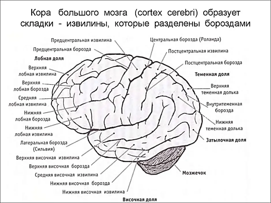 Картинка головного мозга человека с подписями