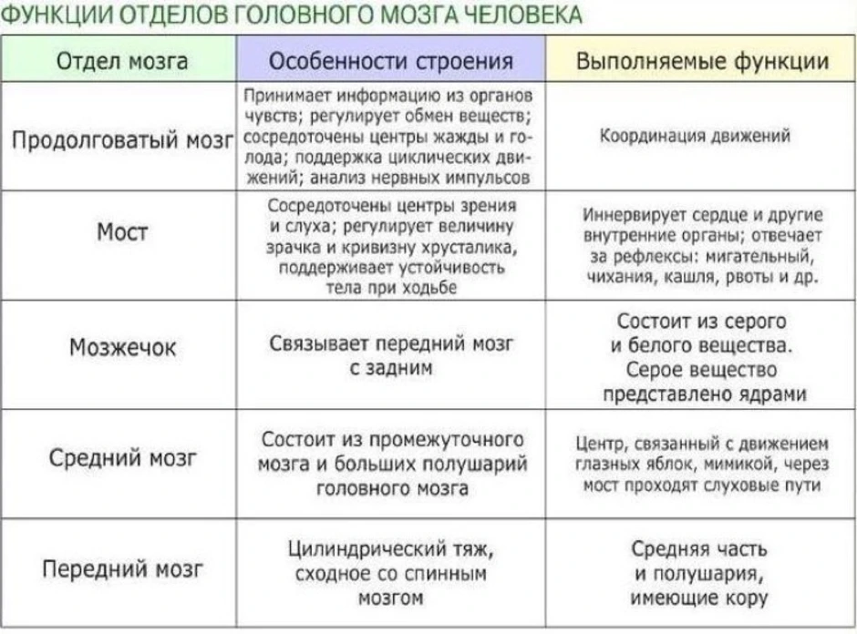 Отделы головного мозга рисунок и функции