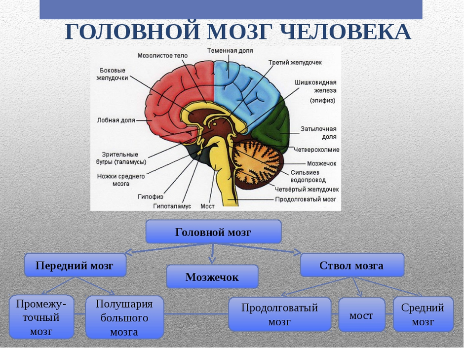 Общий план строения головного мозга в и обозначьте отделы головного мозга