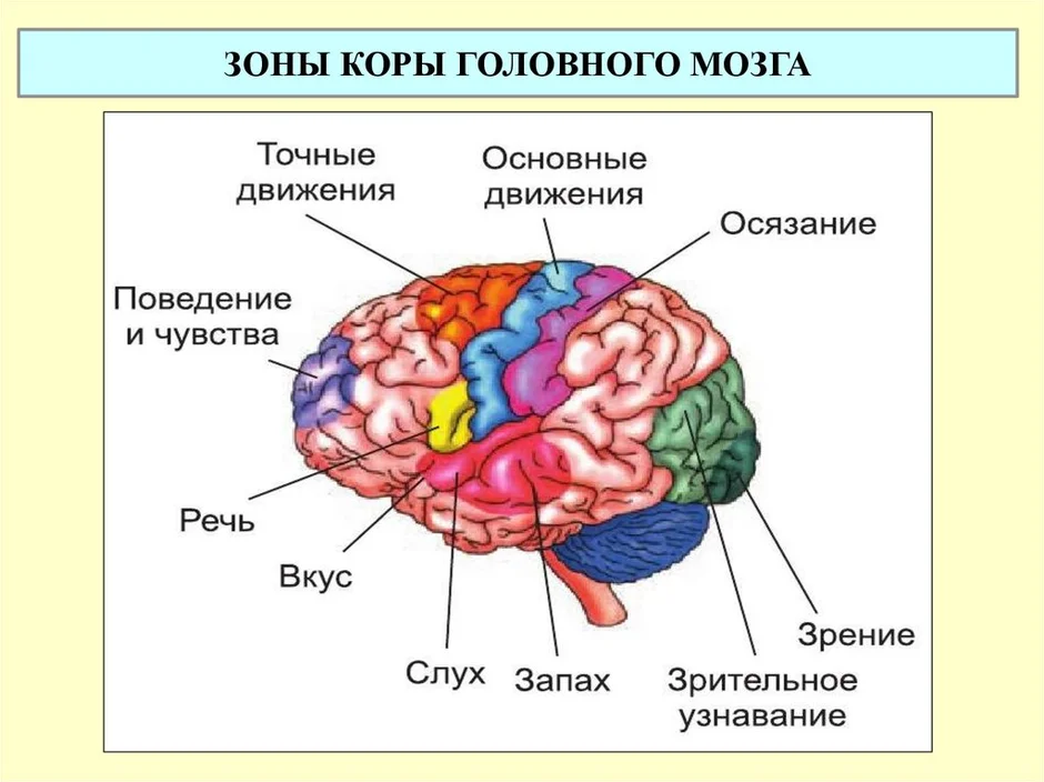 Рассмотрите рисунок с изображением мозга человека какая доля мозга окрашена голубым