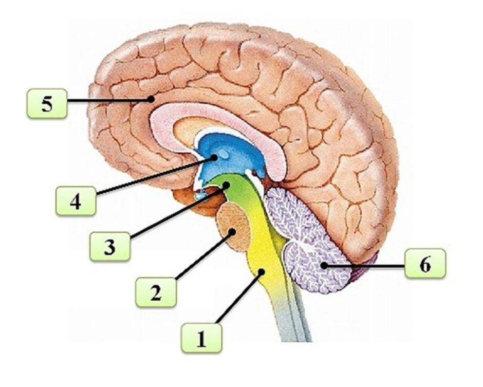 Укажи какими цифрами на рисунке обозначены следующие отделы мозга