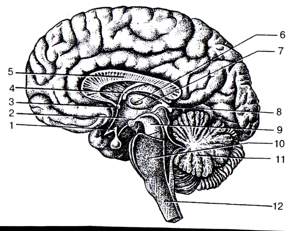 Головной мозг 7 класс. Биология отделы головного мозга. Строение головного мозга спереди. Сагиттальный разрез мозга рисунок. Строение головного мозга сбоку.