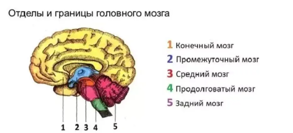 Задний головной мозг включает отделы. Функции 5 отделов головного мозга человека. Структуры образующие пять отделов головного мозга. Перечислите 6 отделов головного мозга. 5 Отделов головного мозга рисунок.