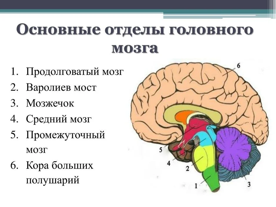 Отделы головного мозга схема