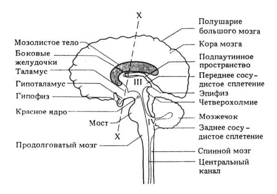 Какие отделы мозга входят в состав ствола. Схема строения отделов головного мозга. Ствол мозга строение промежуточный мозг. Структуры отдела ЦНС спинной мозг. Строение головного мозга схема нервная система.