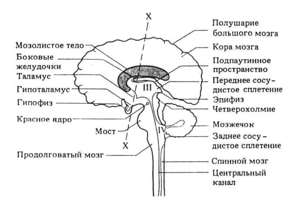 Ствол мозга рисунок