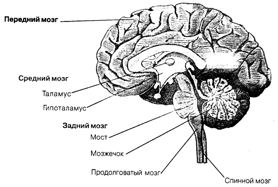 Мозг рисунок биология 8 класс