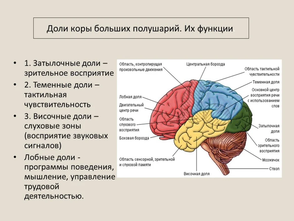 Локализация функций в коре большого мозга. Доли больших полушарий. Доли коры больших полушарий. Доли коры функции.