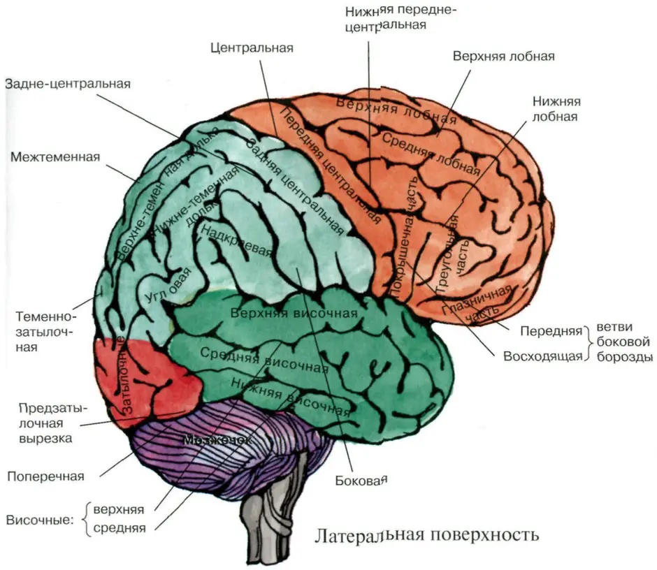 Атлас головного мозга человека в картинках