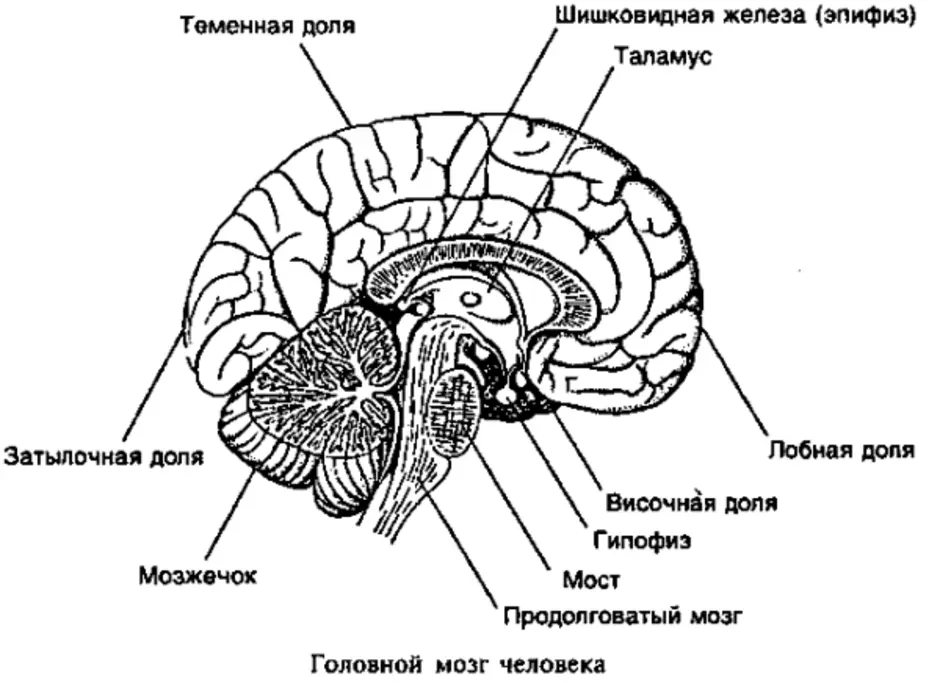 Отделы головного мозга картинка