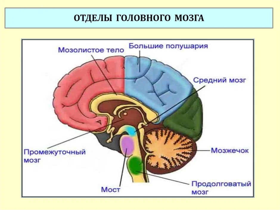 Схема части мозга