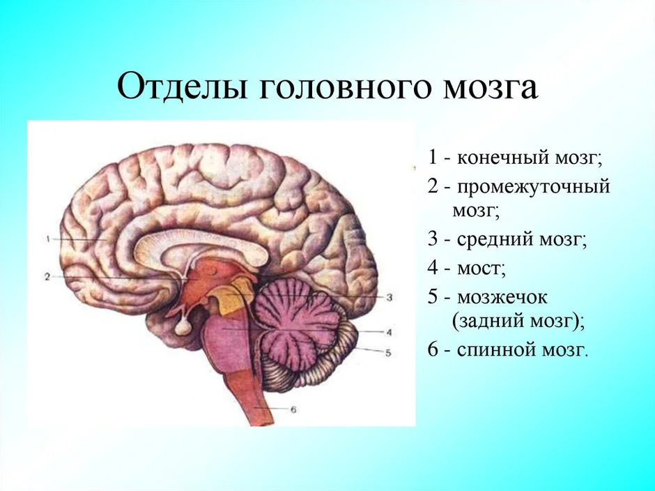 Отделы головного мозга схема