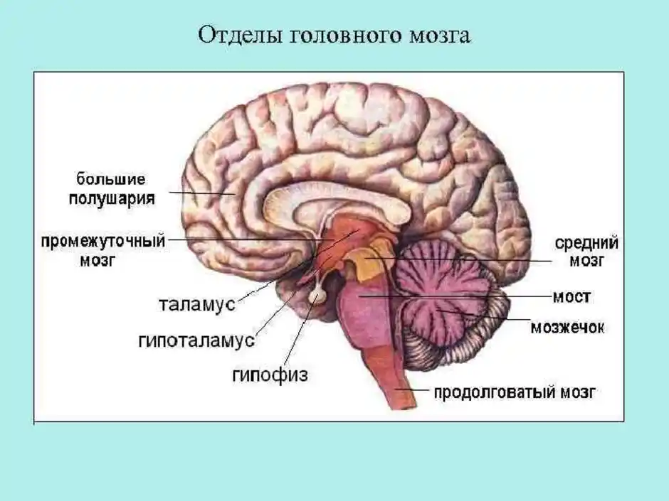 Отделы головного мозга схема