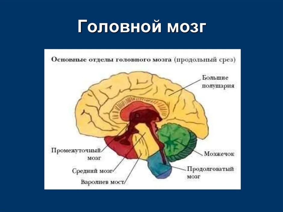 План строения головного мозга