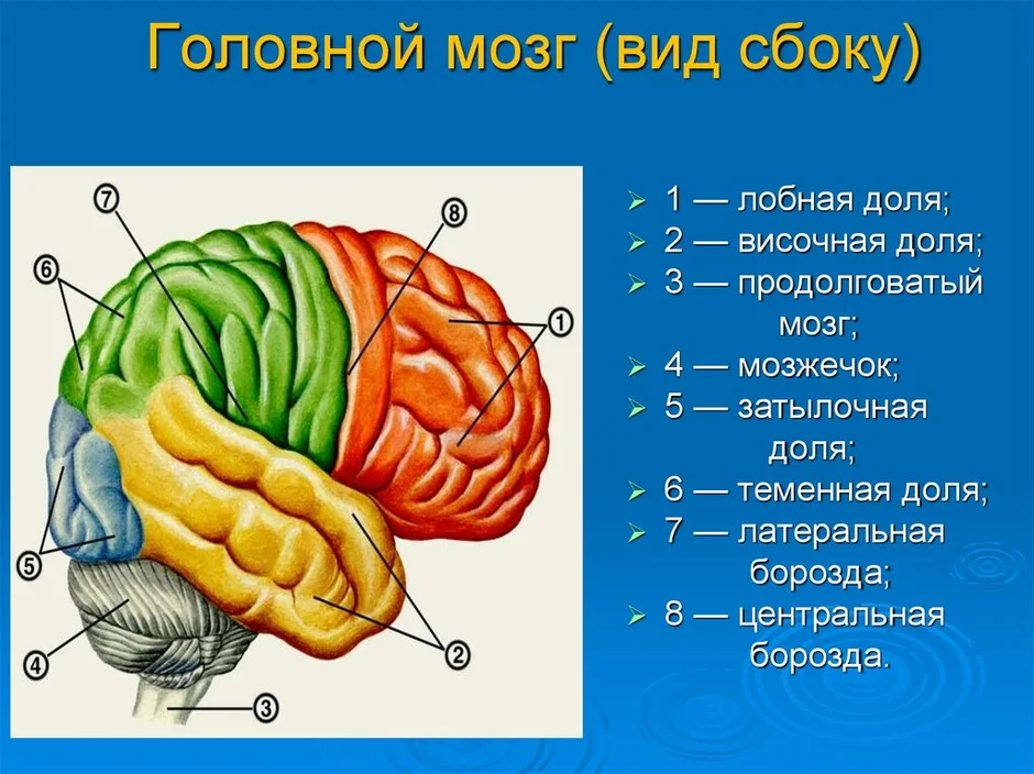 Отделы головного мозга нарисовать