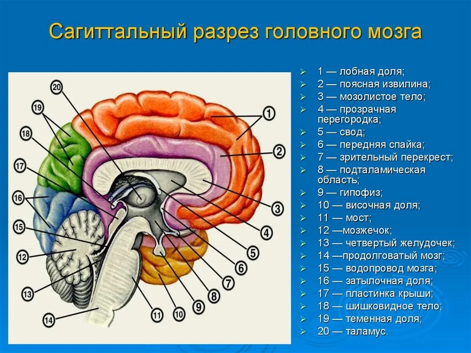 На рисунке цифрами 123 обозначены соответственно отделы мозга