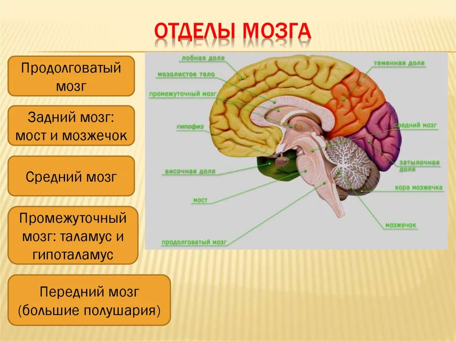 В головном мозге выделяют пять основных отделов рассмотрите рисунок укажите эти отделы