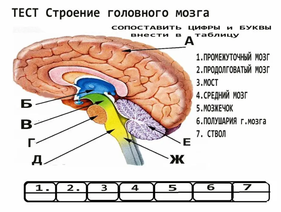 Отделы мозга рисунок