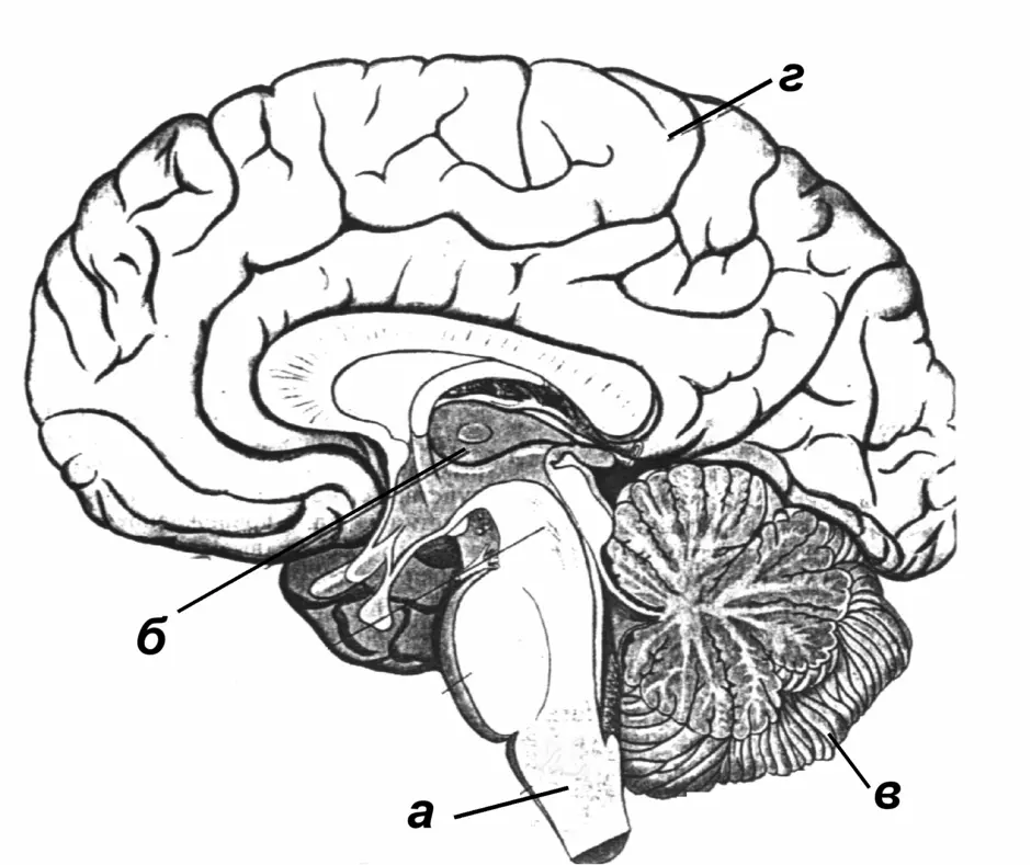 Рассмотрите рисунок с изображением мозга человека. Флексигавский разрез головного мозга. Схема строения отделов головного мозга. Отделы головного мозга без подписей. Головной мозг в разрезе с подписями.