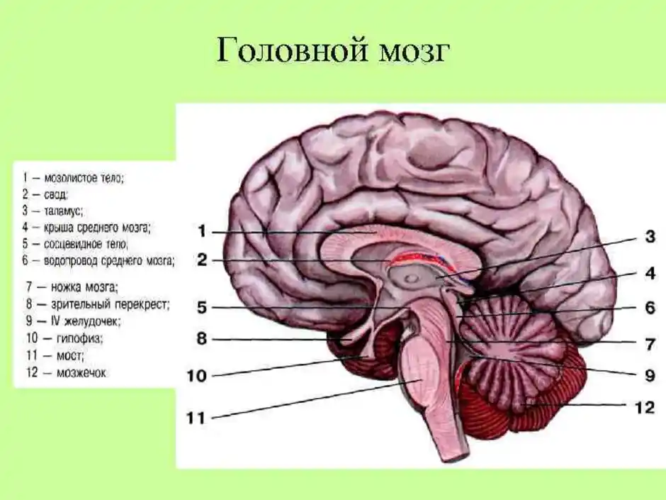 Укажите какой цифрой обозначена часть мозга млекопитающего. Ствол мозга анатомия функции. Последовательность отделов головного мозга снизу вверх. Ствол мозга и промежуточный мозг. Отделы ствола головного мозга продолговатый.