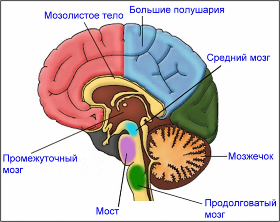 Рассмотрите рисунок с изображением мозга человека. Строение головного мозга человека. Анатомия головного мозга человека средний мозг. Схема строения отделов головного мозга.
