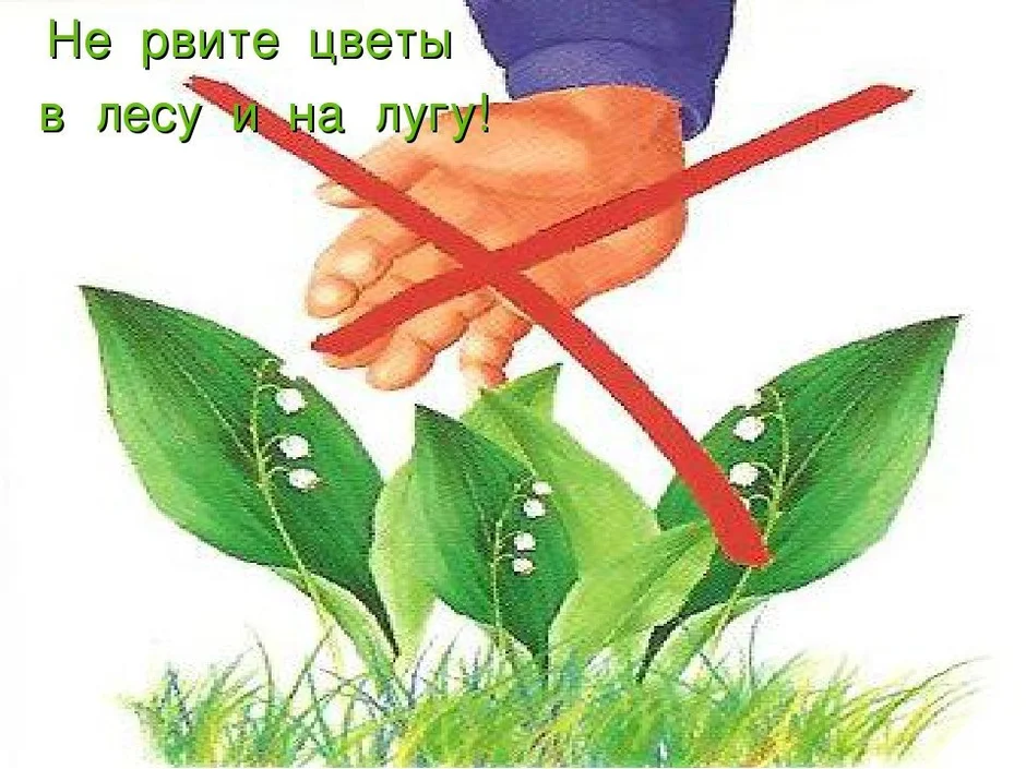 Презентация наши друзья растения