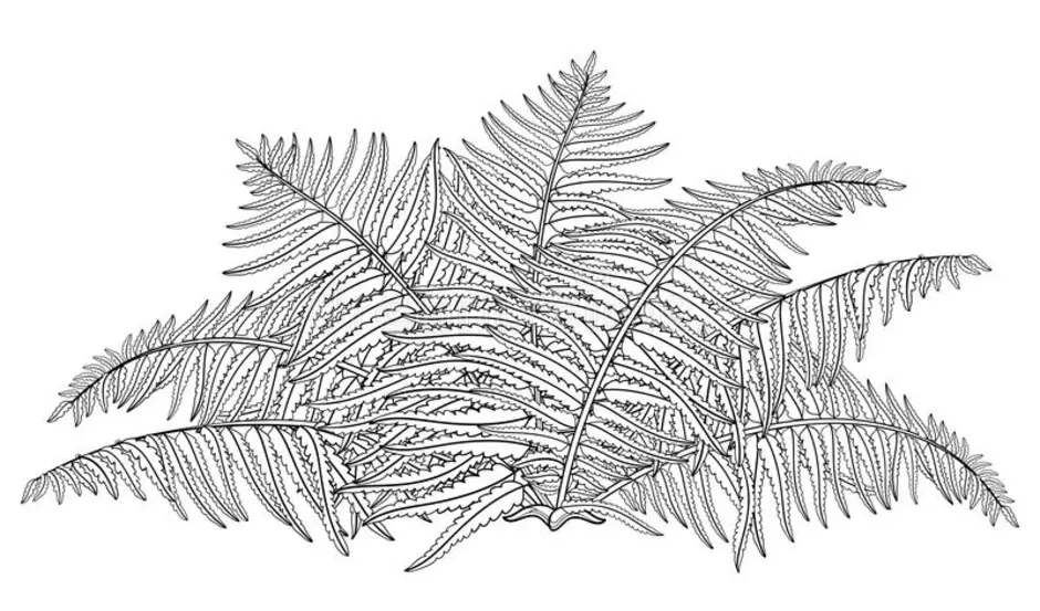 Папоротник рисунок черно белый