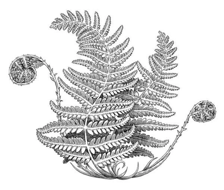 Рисунок папоротника. Щитовник контур. Папоротник страусник рисунок. Линогравюра растения папоротник. Папоротник раскраска.