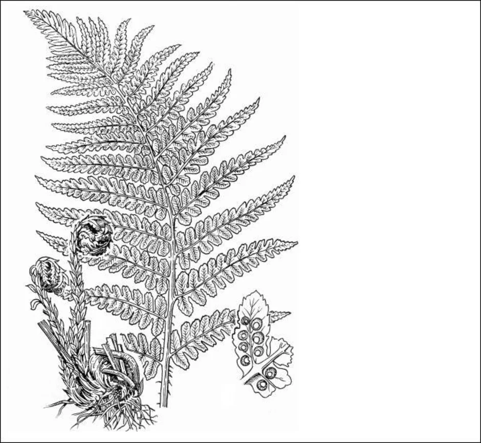 Папоротник картинка рисунок