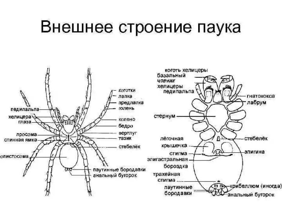 Схема строения паука