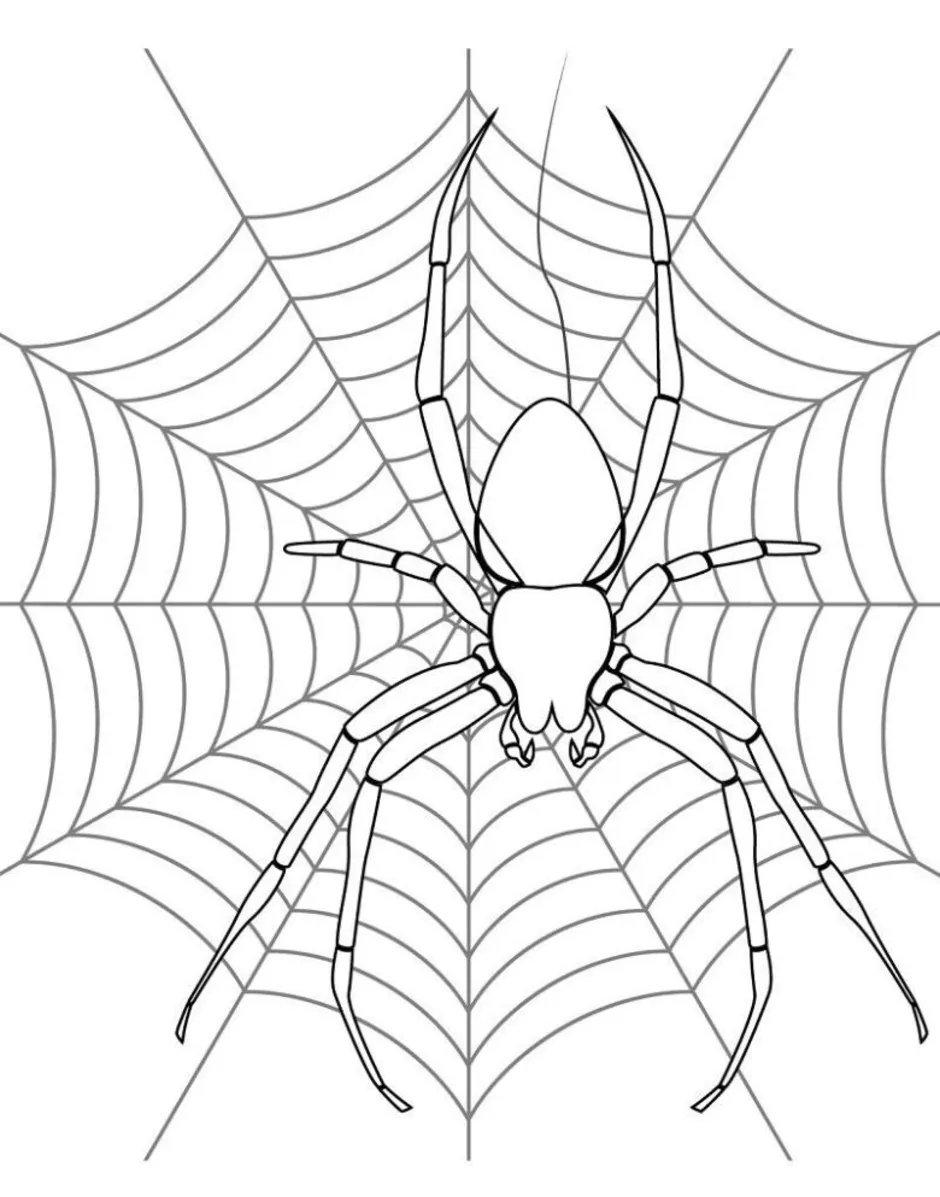 Паук черно белая картинка для детей
