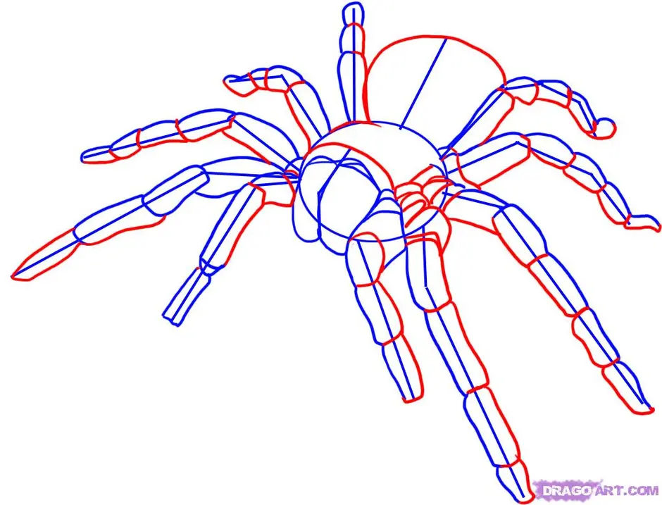 Паук тарантул рисунок